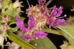 Swamp loosestrife